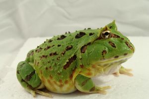 养角蛙的入门知识（角蛙需要什么样的居住环境？）