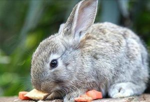 兔子的种类有什么？兔子的种类介绍