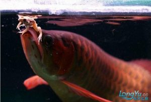 红龙鱼喂食正确方法（怎么饲养红龙鱼？）