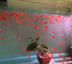 饲养的红箭鱼为什么很长时间不繁殖？原因在哪？