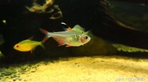 扯旗鱼种类大全:扯旗鱼品种介绍 扯旗鱼种类大全:扯旗鱼品种介绍