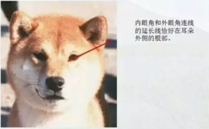 日本纯种柴犬的普遍鉴别方法（纯种日本柴犬怎么分辨）
