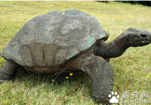 寿命最长的龟大鳄龟能活到80岁左右（原因是成长缓慢）