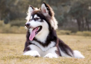为什么“阿拉斯加犬”很少人养？阿拉斯加不好的地方是什么？