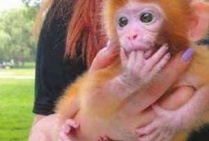 地球上最可爱的猴子，穿上衣服呆萌指数飙升，一只1.8万元