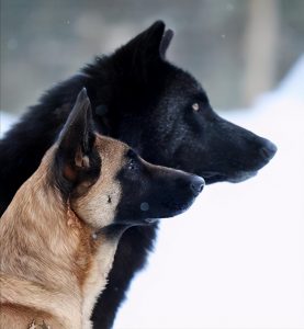狼和狗有什么区别？共享99.8%的基因