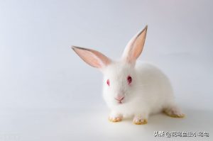 兔子能吃的蔬菜有什么？兔子能吃水果吗？