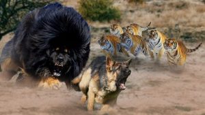 藏獒vs老虎！如果3只藏獒vs1头老虎，老虎能支撑多久呢？
