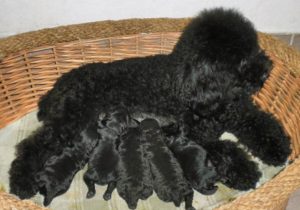 6种全身黑色的狗，都是比较稀有的，你见过几种？