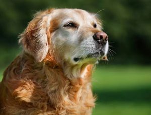 狗狗的寿命有多长？狗狗能活多久？