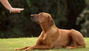 训练狗狗实用的6个技巧（怎么样训练狗狗？）