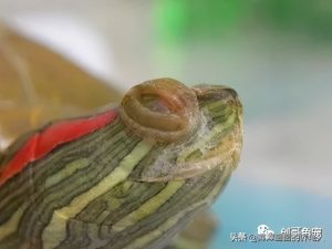 什么是白眼病？乌龟得了白眼病如何治疗？