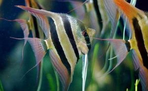 常见热带鱼品种大全——热带鱼有哪些品种？