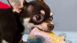 如何预防狗狗感染冠状病毒？狗狗感染冠状病毒该如何治疗？