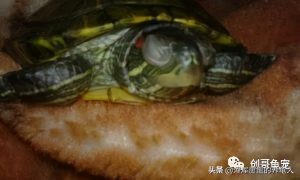 什么是白眼病？乌龟得了白眼病如何治疗？