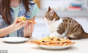 猫咪吃了会死的7种食物（猫咪的饮食禁忌）