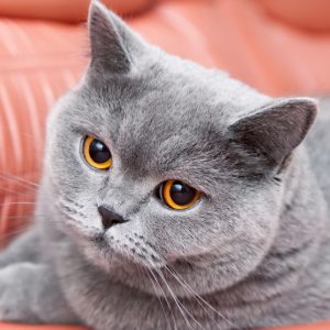 英国短毛猫最受欢迎的几种颜色（英短的颜色有多少种？）