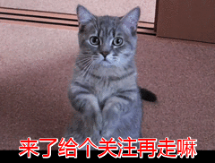 怎么判断加菲猫是不是纯种？纯种的加菲猫是怎么样的？
