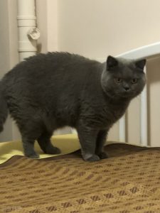 猫咪到底该如何减肥？怎么帮助猫咪减肥？