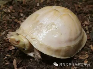 安布闭壳龟饲养指南（安布闭壳龟的饲养方法）