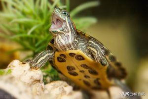 巴西龟怎么分公母？公母能一起养吗？