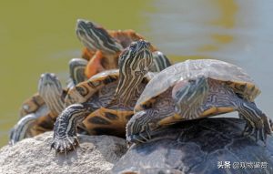 巴西龟死了是什么状态，如何判断巴西龟是冬眠还是死亡
