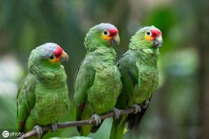 亚马逊鹦鹉常见品种与区分（让你了解亚马逊鹦鹉之间的不同）