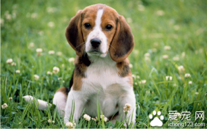 犬瘟的潜伏期是多久？犬瘟的主要症状是什么？