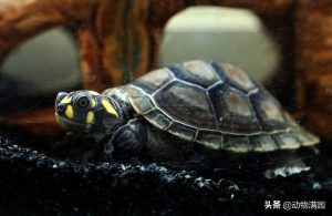 黄头侧颈龟的基本介绍（黄头侧颈龟的外貌特征）