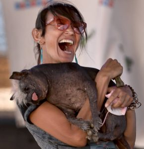2022年世界最丑狗大赛：今年“世界最丑狗”诞生，冠毛犬与吉娃娃混血