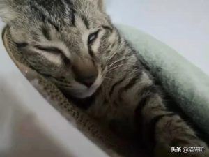 猫咪睡觉为啥会翻白眼？猫咪翻白眼的原因