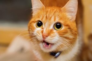 猫咪9种叫声的不同含义（猫咪不同叫声代表着什么？）