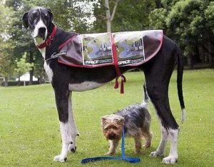 世界最大狗，体重150斤站起来两米多高，被称为“太阳神的犬”