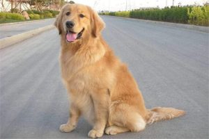 全球10大最著名的狗狗，秋田犬和哈士奇成功上榜