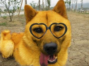 关于狗狗的小知识（为什么狗狗的鼻子是湿润的？）
