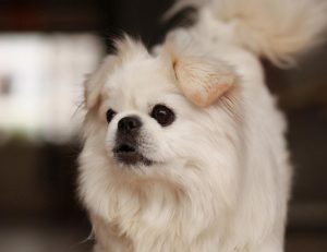 中国名犬——京巴犬，为什么这么少人养？（京巴犬的缺点是什么？)