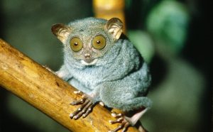眼镜猴是最小的猴种吗？眼镜猴的外貌介绍