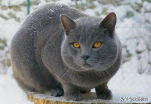 卡尔特猫的外貌特点是什么？蓝猫的性格是怎么样的？