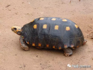 红腿象龟的介绍（红腿象龟平时吃什么？）