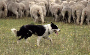 牧羊犬有多少个品种？不同牧羊犬的介绍
