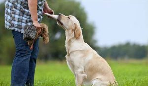 狗狗的训练技巧是什么（如何训练狗狗？）
