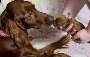 为什么母狗会咬死自己的孩子？母狗咬死刚出生的小狗的原因是什么？