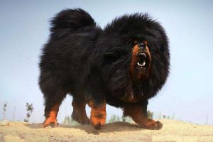 世界最大狗，体重150斤站起来两米多高，被称为“太阳神的犬”