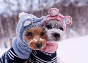 狗狗怕冷吗？狗狗要如何过冬？