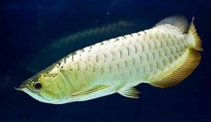 常见热带鱼品种大全——热带鱼有哪些品种？