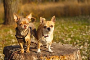 受欢迎的10种小型犬，寿命有多长你知道吗？