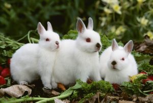 宠物兔怎么养？兔兔养护指南