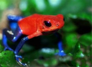 红带箭毒蛙生活在什么地方？