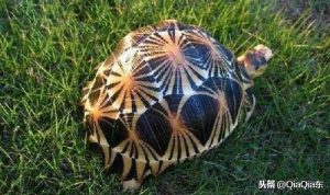 世界上珍稀的陆龟，辐射龟多少钱一只？（辐射龟的价格）
