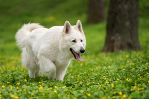 白色瑞士牧羊犬的由来是怎样的？白色瑞士牧羊犬适合家养吗？